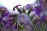 Heliotropium Peruvianum